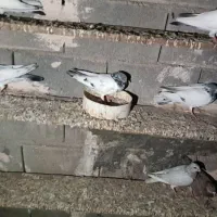 کفتر|پرنده|قلعه قاضی, |دیوار