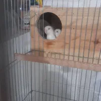 ِیه جفت کوتوله برزیلی سفیدنروماده|پرنده|شیراز, محراب|دیوار