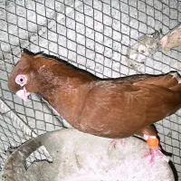 کفتر سینه ای صرب پاپر