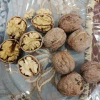 گردو