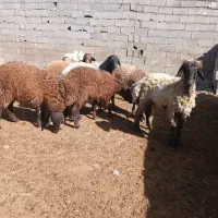 ۶عدد بره قوچی ۱۰ ماه فقد سرپایی بیا نگاه کن|حیوانات مزرعه|مشهد, شهرک شهید باهنر|دیوار