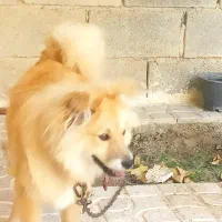 سگ پامراصل اصل