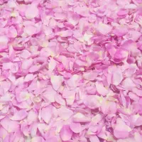 گل محمدی تازه جهت گلابگیری درجه یک
