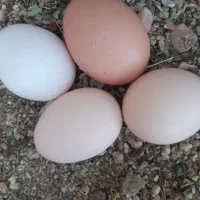 مرغ تخم گذار
