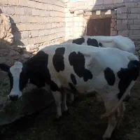 گاو
