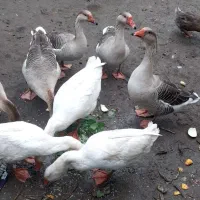 قاز دورگ و قو قاز