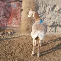 بره ماده چینی قشنگ