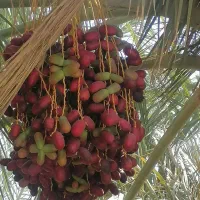 فروش خرما درجه۱