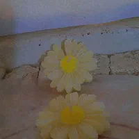 شمع های بابونه دوتا ۵۰هزار وانواع مدل