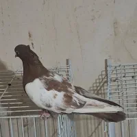 سینه سرخ ماده|پرنده|خورموج, |دیوار