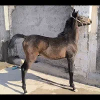 کره نر نوه سام