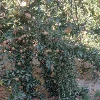 سیب|خوردنی و آشامیدنی|شیراز, سجادیه|دیوار