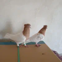 کبوتر کله زرد|پرنده|هریس, |دیوار