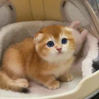 زیباترین گربه‌ها برای شما (بریتیش/اسکاتیش/پرشین)