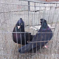 ذاغ آبادانی|پرنده|رودخانه, |دیوار