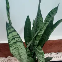 گل طبیعی|گل و گیاه طبیعی|دهلران, |دیوار