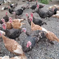 بوقلمون نر و ماده