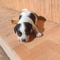 سگ،نژاد شیواوا