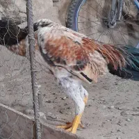 کلشیر|حیوانات|مریوان, |دیوار