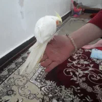 عروس هلندی لوتینو جفت