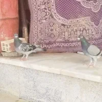 کبوتر جفت سبزو مگس