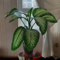 گل دیفن باخیا پهن برگ با گلدان