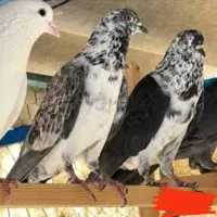 کبوتر
