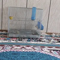 قفس سهره اردشیری