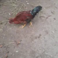 فروش جوجه بوقلمون  جوجه مرغ ۳ ماهه|حیوانات مزرعه|اسالم, |دیوار