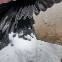 دم سفید|پرنده|کبودرآهنگ, |دیوار