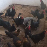 خروس مرغ سیاه|حیوانات مزرعه|نسیمشهر, |دیوار