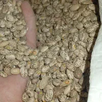 لوبیا چتی درجه یک