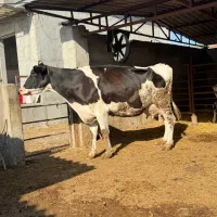 شیری ۳۰کیلو به بالا