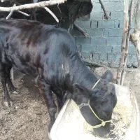 گاومحلی به همرا گوساله دورگ|حیوانات مزرعه|تنکابن, |دیوار