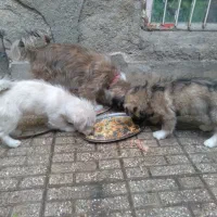 دوعدد تول بامادرشو