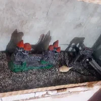 فروش اکواریوم..