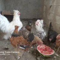 مرغ وخروس|حیوانات مزرعه|اصفهان, زاجان|دیوار