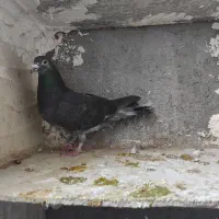 صید|پرنده|مشهد, تلگرد|دیوار