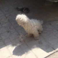 سگ نژاد مالتیز ۸ماهه