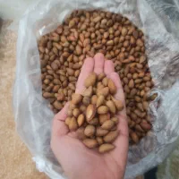 مژک کوهی|خوردنی و آشامیدنی|شیراز, میانرود|دیوار