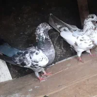 کبوتر|پرنده|رشت, جانبازان|دیوار