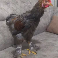 خروس برهماجوان