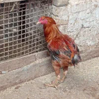 جوجه خروس لاری