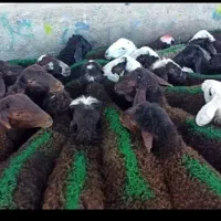 بره نر سبک افشاری سرخ