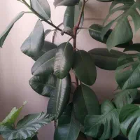 گل برگ انجیری،‌ فیکوس، بگونیا، کراسولا، قاشقی|گل و گیاه طبیعی|شیراز, حافظیه|دیوار