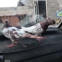 کله سرخ|پرنده|گنبد کاووس, |دیوار