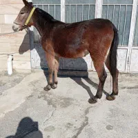 فروش قاطر ارام اصیل