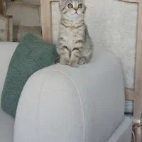 بچه گربه اسکاتیش بریتیش