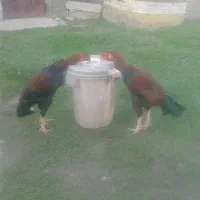 خروس لاری|حیوانات مزرعه|لولمان, |دیوار