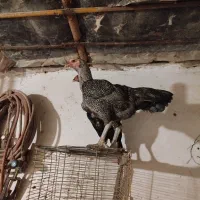 لاری|حیوانات مزرعه|گرگان, |دیوار